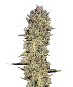 Bild der Gelato Cannabis-Sorte, das ihre großen Cola-Buds hervorhebt. Die Buds sind dicht und mit einer dicken Schicht frostiger Trichome bedeckt, die ihnen ein schimmerndes Aussehen verleiht. Die Farben sind eine lebendige Mischung aus tiefem Grün, Lila und Orange, wobei die Buds dicht entlang des Stiels gruppiert sind. Diese Darstellung hebt die reichhaltigen, dessertähnlichen Eigenschaften der Sorte hervor, mit einem süßen und cremigen Aroma, das ihrem Namen entspricht.