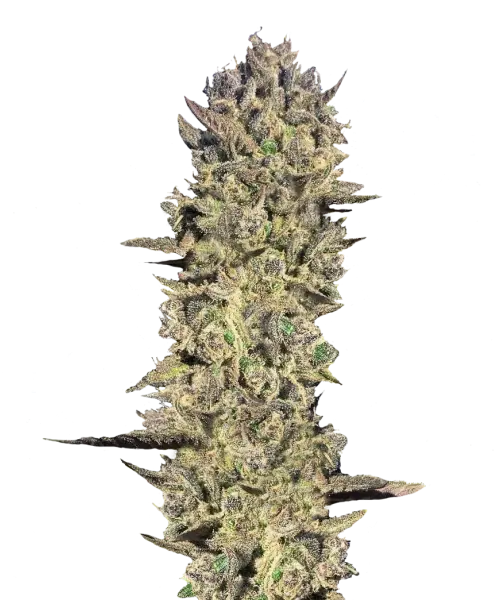 Bild der Gelato Cannabis-Sorte, das ihre großen Cola-Buds hervorhebt. Die Buds sind dicht und mit einer dicken Schicht frostiger Trichome bedeckt, die ihnen ein schimmerndes Aussehen verleiht. Die Farben sind eine lebendige Mischung aus tiefem Grün, Lila und Orange, wobei die Buds dicht entlang des Stiels gruppiert sind. Diese Darstellung hebt die reichhaltigen, dessertähnlichen Eigenschaften der Sorte hervor, mit einem süßen und cremigen Aroma, das ihrem Namen entspricht.