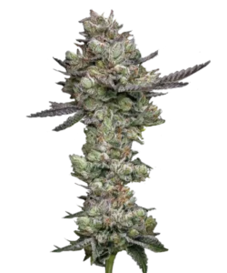 Foto der Girl Scout Cookies Cannabis-Sorte, die für ihre großen, dichten Buds bekannt ist, die stark mit Trichomen bedeckt sind. Die Buds sind gut geformt und üppig, präsentieren ein auffälliges visuelles Bild mit einer Mischung aus dunklen und hellen Grüntönen, akzentuiert durch Flecken dunklerer Blätter. Die dicke Schicht Trichome verleiht ihnen einen silbrig-schwarzen Glanz, der die Potenz der Sorte betont.