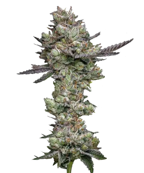 Foto der Girl Scout Cookies Cannabis-Sorte, die für ihre großen, dichten Buds bekannt ist, die stark mit Trichomen bedeckt sind. Die Buds sind gut geformt und üppig, präsentieren ein auffälliges visuelles Bild mit einer Mischung aus dunklen und hellen Grüntönen, akzentuiert durch Flecken dunklerer Blätter. Die dicke Schicht Trichome verleiht ihnen einen silbrig-schwarzen Glanz, der die Potenz der Sorte betont.