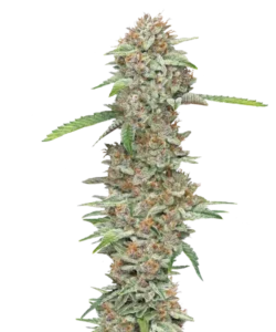 Bild der Ice Cream Cake Cannabis-Sorte, mit großen, frostigen Cola-Buds. Die Buds sind dicht gepackt und mit einer dicken Schicht funkelnder Trichome bedeckt, was ihnen ein frostiges, kuchenähnliches Aussehen verleiht. Die Farben umfassen Schattierungen von tiefem Grün mit lila Akzenten und orangefarbenen Härchen, die das visuell ansprechende Profil der Sorte verstärken. Die Buds sind dicht entlang des Stiels gruppiert und verströmen ein reichhaltiges, cremiges Aroma, das den von Desserts inspirierten Namen der Sorte widerspiegelt.