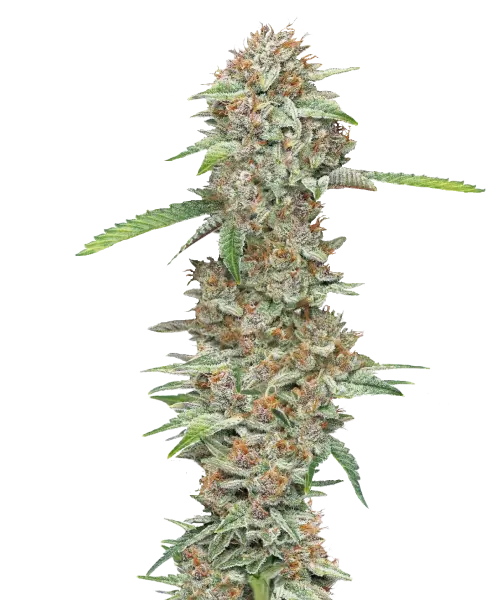 Bild der Ice Cream Cake Cannabis-Sorte, mit großen, frostigen Cola-Buds. Die Buds sind dicht gepackt und mit einer dicken Schicht funkelnder Trichome bedeckt, was ihnen ein frostiges, kuchenähnliches Aussehen verleiht. Die Farben umfassen Schattierungen von tiefem Grün mit lila Akzenten und orangefarbenen Härchen, die das visuell ansprechende Profil der Sorte verstärken. Die Buds sind dicht entlang des Stiels gruppiert und verströmen ein reichhaltiges, cremiges Aroma, das den von Desserts inspirierten Namen der Sorte widerspiegelt.