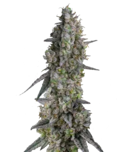 Bild der Runtz Cannabis-Sorte, einer Hybrid-Sorte, mit großen, dichten Cola-Buds, die mit frostigen Trichomen bedeckt sind und ein zuckerartiges, bonbonähnliches Aussehen haben. Lebendige grüne, lila und leuchtend orange Töne heben das farbenfrohe, exotische Profil hervor, ergänzt durch ein süßes, fruchtiges Aroma, das an Bonbons erinnert.