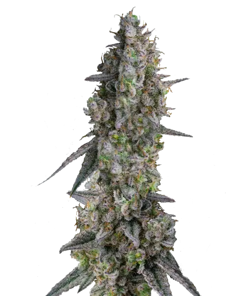Bild der Runtz Cannabis-Sorte, einer Hybrid-Sorte, mit großen, dichten Cola-Buds, die mit frostigen Trichomen bedeckt sind und ein zuckerartiges, bonbonähnliches Aussehen haben. Lebendige grüne, lila und leuchtend orange Töne heben das farbenfrohe, exotische Profil hervor, ergänzt durch ein süßes, fruchtiges Aroma, das an Bonbons erinnert.
