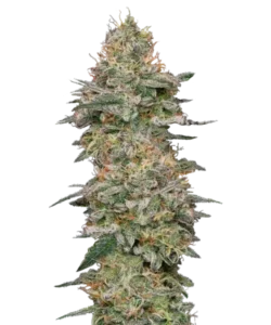 Bild der Wedding Cake Cannabis-Pflanze, eine der besten Sorten im Geschmack, mit dichten, frostigen Buds und reichen grünen sowie lila Blättern, die ein süßes, dessertartiges Aroma verströmen.