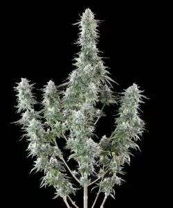 Bild einer Mac 1 Cannabis-Pflanze mit mehreren langen, großen Cola-Buds, das das robuste Wachstum der Pflanze und die dichte Bud-Bildung zeigt.