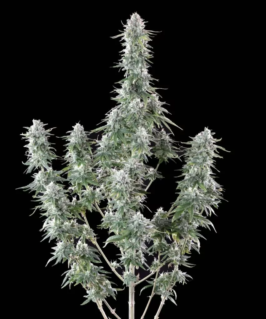 Bild einer Mac 1 Cannabis-Pflanze mit mehreren langen, großen Cola-Buds, das das robuste Wachstum der Pflanze und die dichte Bud-Bildung zeigt.