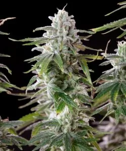 Detailliertes Foto einer weiteren Mac 1 Cola, das die dichte Bedeckung mit zuckerartigen Trichomen zeigt und die Potenz sowie die Qualität des Buds betont.