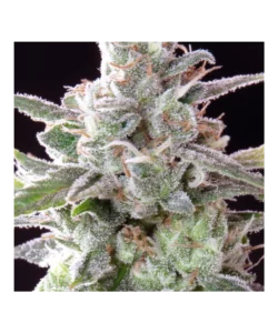 Extreme Nahaufnahme der Mac 1 Trichome, die ihre kristallartige Struktur und ihre Fülle zeigen, was auf die hohe Potenz der Sorte hinweist.