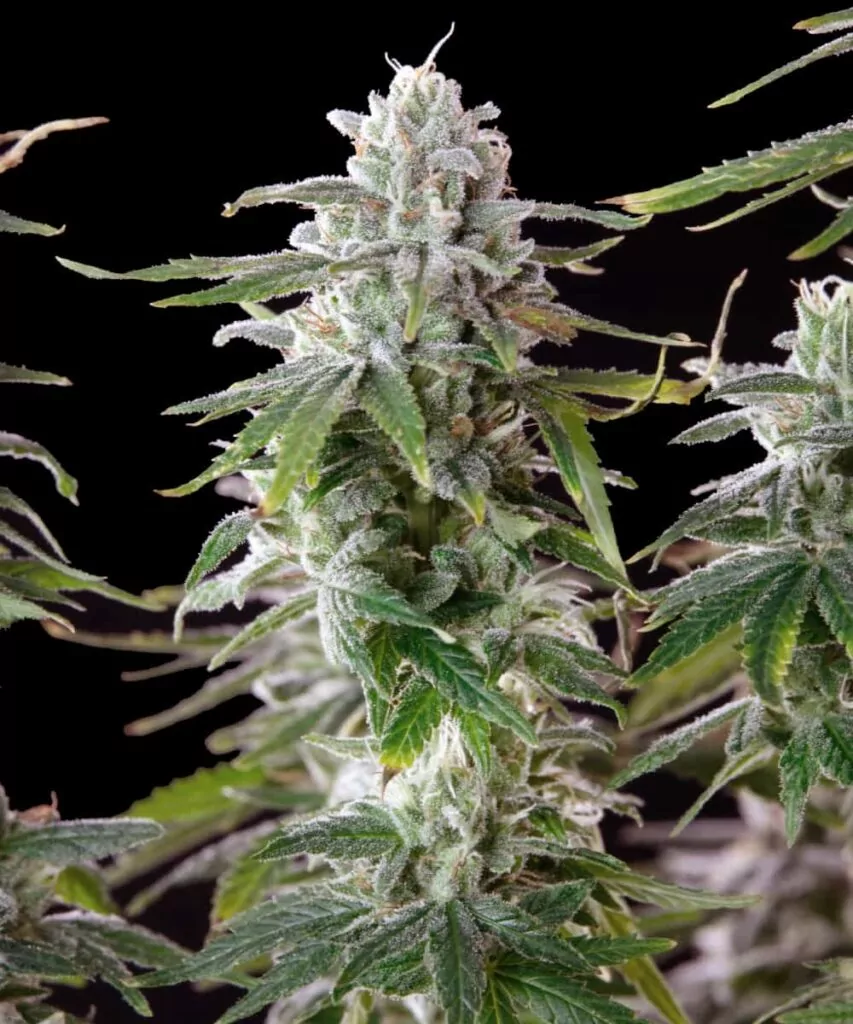 Detailliertes Foto einer weiteren Mac 1 Cola, das die dichte Bedeckung mit zuckerartigen Trichomen zeigt und die Potenz sowie die Qualität des Buds betont.