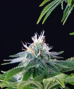 Nahaufnahme eines Peanut Butter Breath Cannabis-Buds, das seine dichte Struktur und eine großzügige Schicht zuckerartiger Trichome zeigt, die im Licht glänzen.