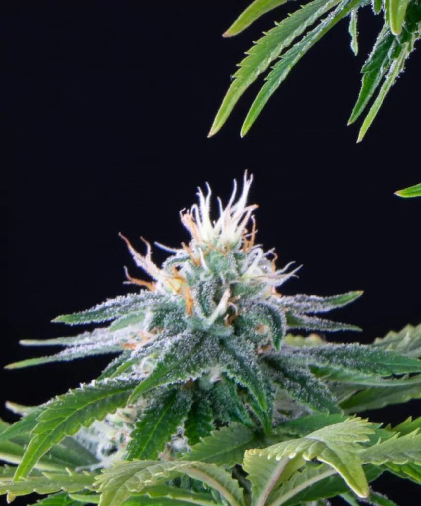 Nahaufnahme eines Peanut Butter Breath Cannabis-Buds, das seine dichte Struktur und eine großzügige Schicht zuckerartiger Trichome zeigt, die im Licht glänzen.