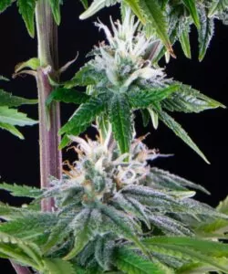 Nahaufnahme eines weiteren Peanut Butter Breath Cannabis-Buds, das die kompakten, harzbedeckten Kelche und die lebendigen grünen und lila Töne der Sorte hervorhebt.