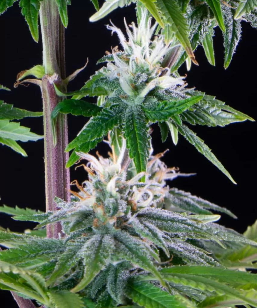 Nahaufnahme eines weiteren Peanut Butter Breath Cannabis-Buds, das die kompakten, harzbedeckten Kelche und die lebendigen grünen und lila Töne der Sorte hervorhebt.