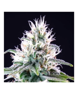 Nahaufnahme des oberen Cola-Buds einer Peanut Butter Breath Cannabis-Pflanze, die den Hauptcluster aus dichten, zuckerartigen Buds zeigt, umgeben von lebendigen, gesunden Blättern. Zahlreiche Pistillen tragen zum frostigen Erscheinungsbild der Pflanze bei.