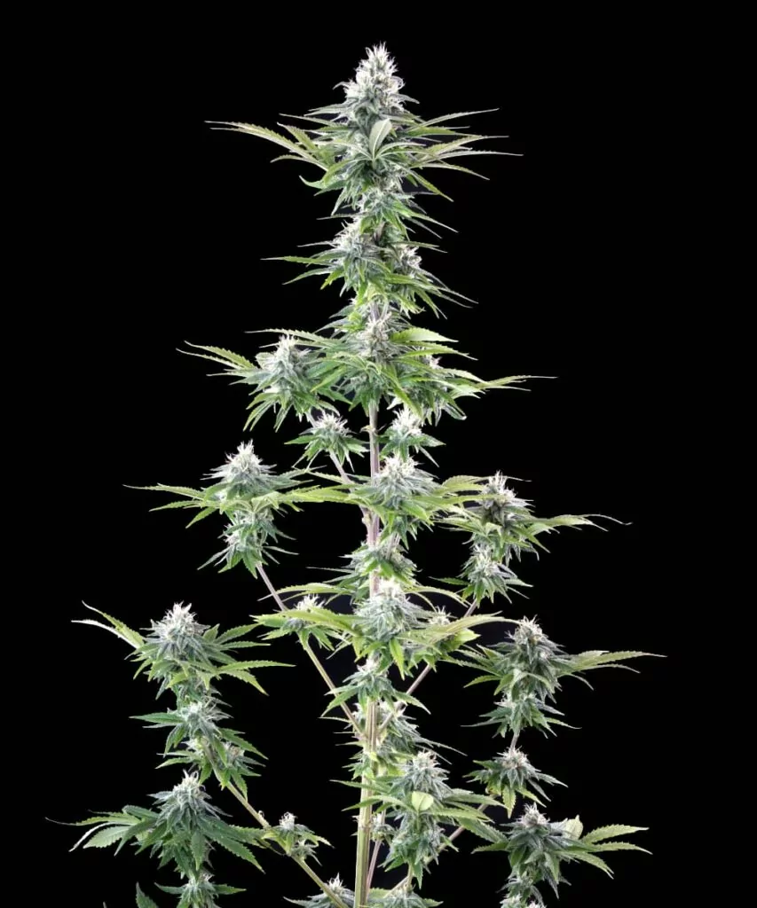 Eine prächtige Peanut Butter Breath Cannabis-Pflanze mit einer Fülle von dichten, kleinen Buds, die ihre Äste bedecken und auf einen gesunden und ertragreichen Ertrag hinweisen.