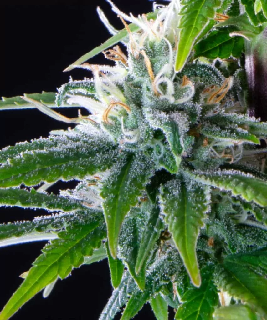 Detailliertes Bild eines Peanut Butter Breath Buds, das auf die dicken, klebrigen Trichome fokussiert ist und die komplexen Muster zeigt, die durch die dichten Blütencluster gebildet werden.