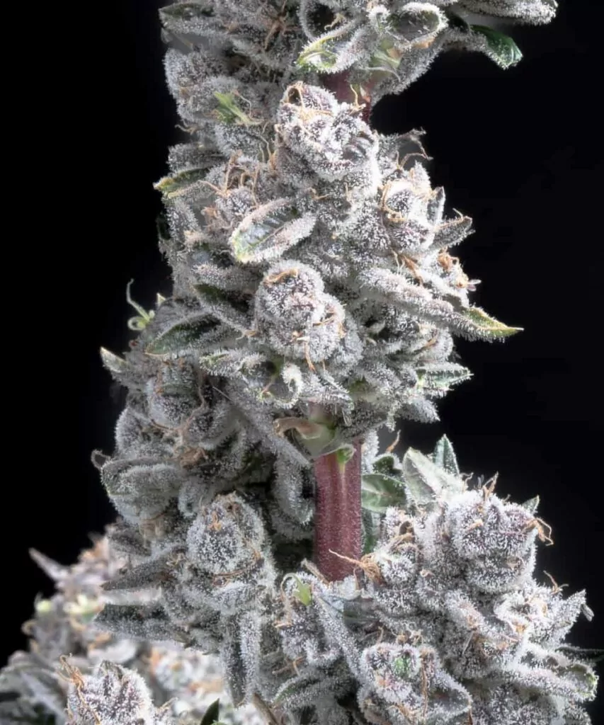 Pink Wasabi Auto Strain Bild eines Pink Wasabi Cannabis-Buds, das seine dichte Struktur und die zahlreichen Trichome zeigt, die ihm ein leicht frostiges Aussehen verleihen.