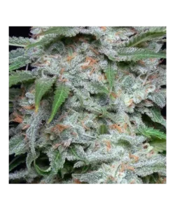 Extreme Nahaufnahme der Slurricane Trichome, die ihre kristallartige Struktur und dichte Abdeckung zeigen, was auf die hohe Potenz der Sorte hinweist.