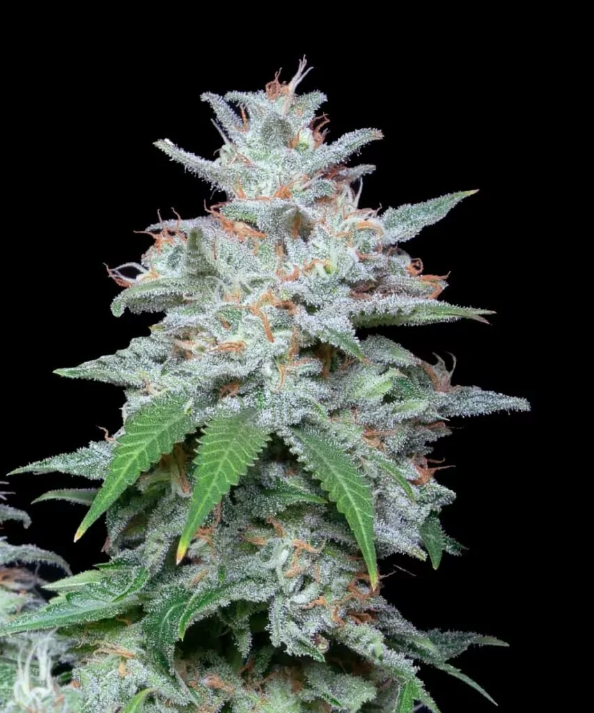 Nahaufnahme eines Slurricane Kopf-Buds, die die komplexen Details und frostigen Trichome hervorhebt.