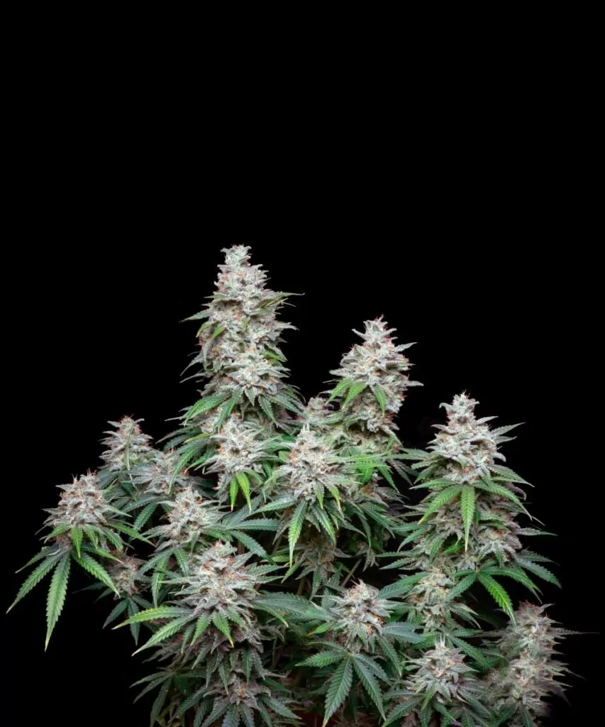 Bild einer Slurricane Cannabis-Pflanze, die ihre vollständige Struktur mit mehreren Cola-Buds und üppigem Laub zeigt.