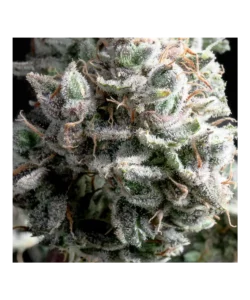Nahaufnahme eines dichten, zuckerartigen Cannabis-Buds, das mit Trichomen bedeckt ist und seine reiche Textur sowie das kristallartige Aussehen hervorhebt.