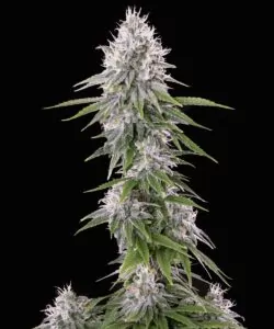 Nahaufnahme der White Truffle Cannabis-Sorte Buds, die ihre dichte, harzbedeckte Struktur und lebendigen grünen Töne hervorheben.