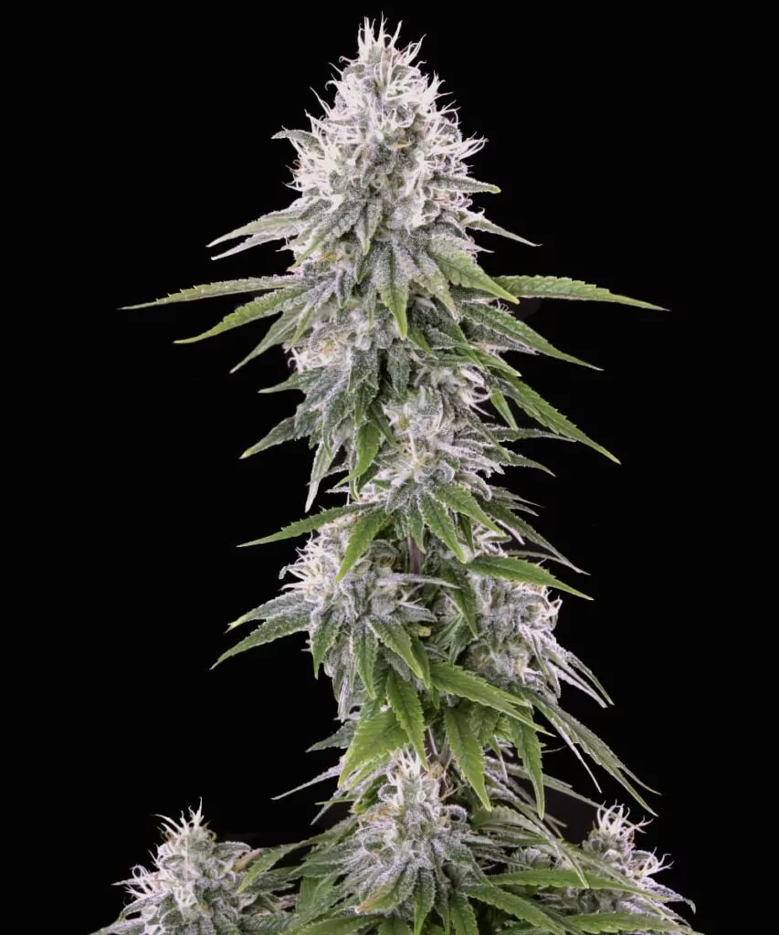 Nahaufnahme der White Truffle Cannabis-Sorte Buds, die ihre dichte, harzbedeckte Struktur und lebendigen grünen Töne hervorheben.
