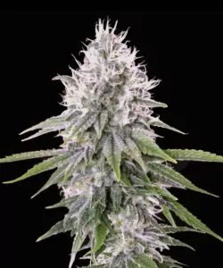 Nahaufnahme der White Truffle Cannabis-Blätter, die ihre gezackten Ränder und die tiefgrüne Farbe zeigen, typisch für die Sorte.