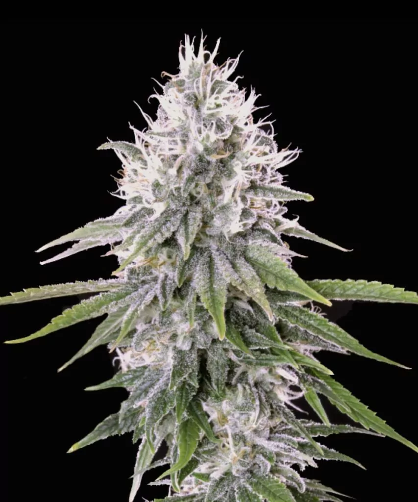 Nahaufnahme der White Truffle Cannabis-Blätter, die ihre gezackten Ränder und die tiefgrüne Farbe zeigen, typisch für die Sorte.