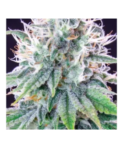 Extreme Nahaufnahme der White Truffle Cannabis-Trichome, die die funkelnden Harzdrüsen hervorhebt, die zu den potenten Effekten und dem reichen Aroma der Sorte beitragen.