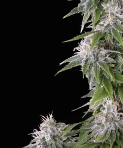 Detaillierte Ansicht der White Truffle Cannabis-Buds, die die zuckerartigen, kristallartigen Trichome zeigen, die die Oberfläche bedecken und auf eine hohe Potenz hinweisen.