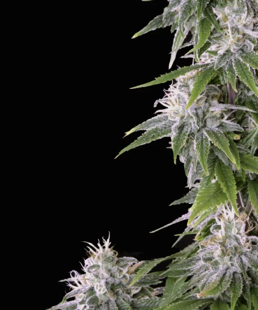 Detaillierte Ansicht der White Truffle Cannabis-Buds, die die zuckerartigen, kristallartigen Trichome zeigen, die die Oberfläche bedecken und auf eine hohe Potenz hinweisen.
