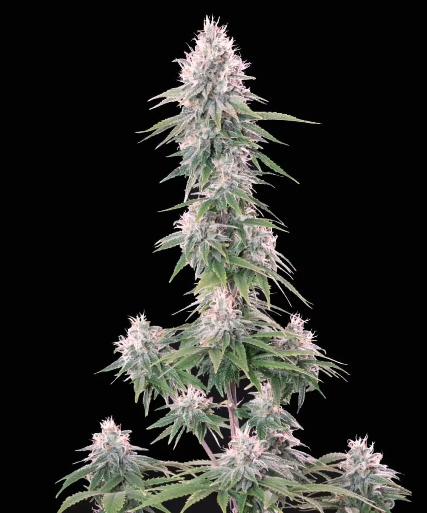 Eine gesunde White Truffle Cannabis-Pflanze, die ihre gesamte Struktur zeigt, mit üppig grünen Blättern und dichten Cluster von Buds.