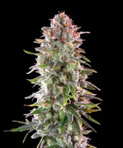 Nahere Ansicht einer Zoap Cannabis-Cola, die die dichte Bud-Struktur und die reichhaltige Trichom-Abdeckung zeigt.