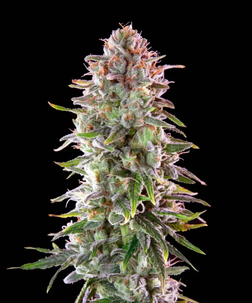 Nahere Ansicht einer Zoap Cannabis-Cola, die die dichte Bud-Struktur und die reichhaltige Trichom-Abdeckung zeigt.