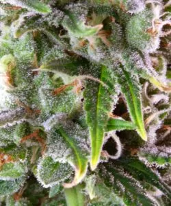 Detaillierte Nahaufnahme eines Zoap Cannabis-Buds, das die dichte Trichom-Bedeckung und die frostige Oberfläche betont.