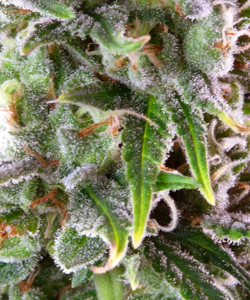 Detaillierte Nahaufnahme eines Zoap Cannabis-Buds, das die dichte Trichom-Bedeckung und die frostige Oberfläche betont.