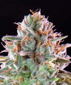Nahaufnahme des Kopfes eines Zoap-Buds, der mit zuckerartigen Trichomen bedeckt ist, was ihm ein frostiges, kristallartiges Aussehen verleiht.