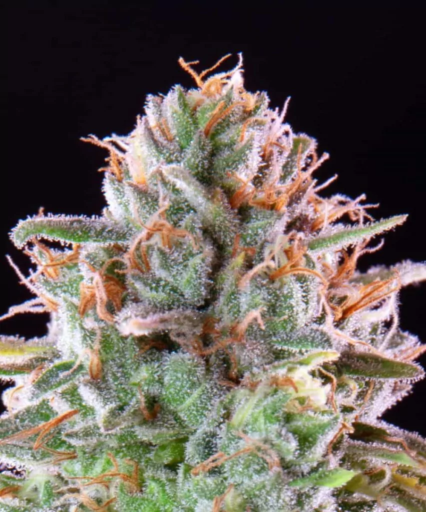 Nahaufnahme des Kopfes eines Zoap-Buds, der mit zuckerartigen Trichomen bedeckt ist, was ihm ein frostiges, kristallartiges Aussehen verleiht.
