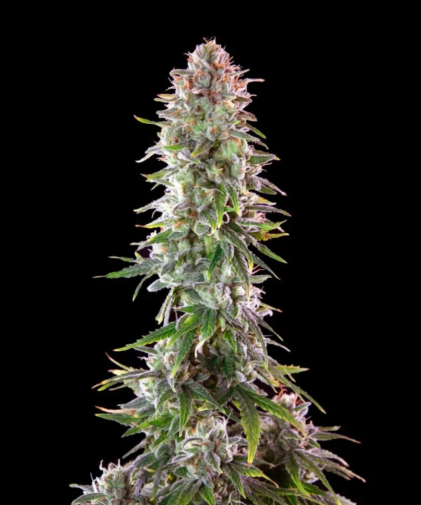 Extreme Nahaufnahme eines Zoap-Buds, das auf seine dichte Struktur und die zahlreichen Trichome fokussiert ist, was die Qualität und Potenz der Sorte hervorhebt.