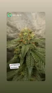 Bild der Black Runtz Cannabis-Sorte, die kristalline Buds zeigt, die mit einer dichten Schicht Trichomen bedeckt sind. Diese Buds haben ein funkelndes, fast zuckerartiges Aussehen, das ihre potentielle Harzigkeit und visuelle Anziehungskraft betont.
