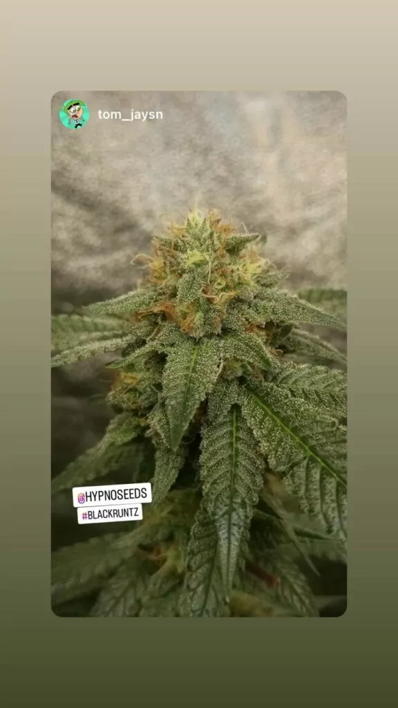 Bild der Black Runtz Cannabis-Sorte, die kristalline Buds zeigt, die mit einer dichten Schicht Trichomen bedeckt sind. Diese Buds haben ein funkelndes, fast zuckerartiges Aussehen, das ihre potentielle Harzigkeit und visuelle Anziehungskraft betont.