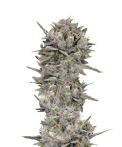 Bild der Blue Cookies Cannabis-Sorte, eine der besten Sorten im Geschmack, mit dichten, fest gepackten Buds, die einen grauen Schimmer über grünen Tönen aufweisen und ein einzigartiges frostiges Aussehen erzeugen.
