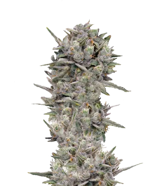 Bild der Blue Cookies Cannabis-Sorte, eine der besten Sorten im Geschmack, mit dichten, fest gepackten Buds, die einen grauen Schimmer über grünen Tönen aufweisen und ein einzigartiges frostiges Aussehen erzeugen.