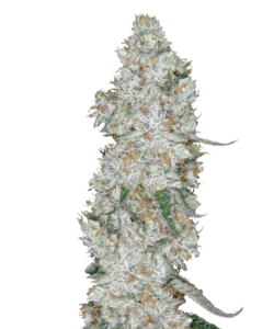 Bild der Cap Junky Cannabis-Sorte, die aus 35 % hoch-THC-Samen gezogen wurde, mit länglichen, schlanken Buds. Lebendige Grüntöne, ein leichter Trichomfrost und leuchtend orange Pistillen schaffen ein lebendiges und visuell auffälliges Profil.