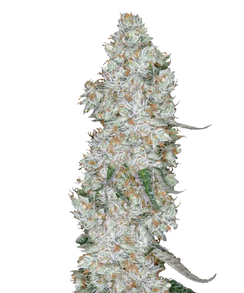 Bild der Cap Junky Cannabis-Sorte, die aus 35 % hoch-THC-Samen gezogen wurde, mit länglichen, schlanken Buds. Lebendige Grüntöne, ein leichter Trichomfrost und leuchtend orange Pistillen schaffen ein lebendiges und visuell auffälliges Profil.