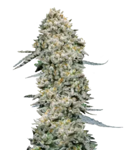 Das Bild der Carbon Fiber Cannabis-Sorte zeigt dichte, kompakte Buds in einem reichen Grünton, die aus 30 % hoch-THC-Samen gezogen wurden. Die fest gepackten Buds sind leicht mit Trichomen bedeckt, was eine subtile frostige Erscheinung erzeugt und ihr robustes und lebendiges Profil betont.