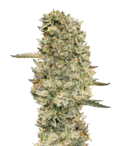 Bild der Cheetah Piss, einer Hybrid-Sorte, mit dichten, fest gepackten Buds in einem lebendigen, gold-grünen Farbton. Helle orange Pistillen und ein leichter Trichomfrost fügen einen auffälligen Kontrast hinzu und verleihen der Sorte ein einzigartiges, visuell ansprechendes Charakter.