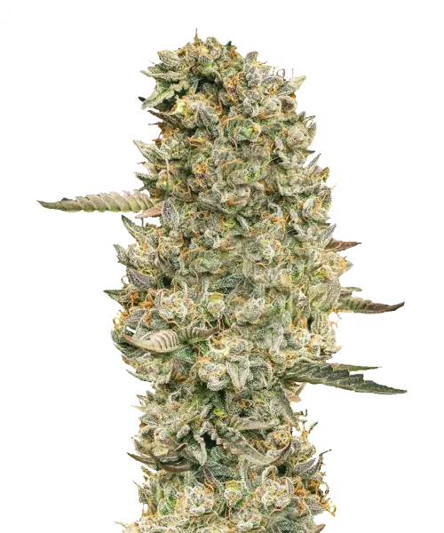 Bild der Cheetah Piss, einer Hybrid-Sorte, mit dichten, fest gepackten Buds in einem lebendigen, gold-grünen Farbton. Helle orange Pistillen und ein leichter Trichomfrost fügen einen auffälligen Kontrast hinzu und verleihen der Sorte ein einzigartiges, visuell ansprechendes Charakter.